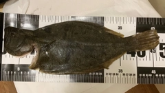 ヒラメの釣果