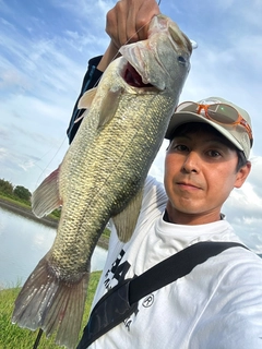 ラージマウスバスの釣果