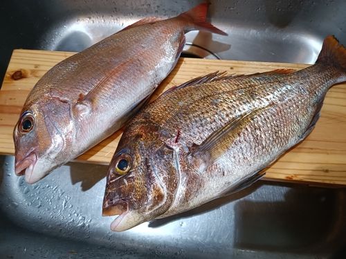マダイの釣果