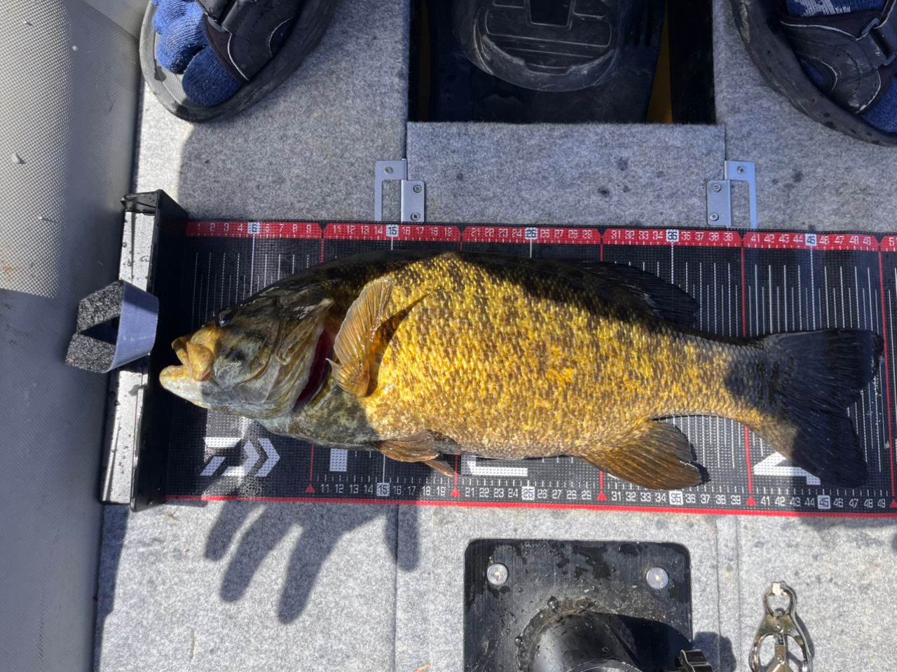 スモールマウスバス