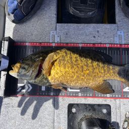 スモールマウスバス