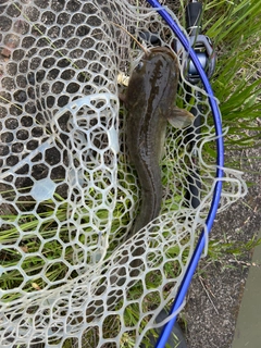 ナマズの釣果