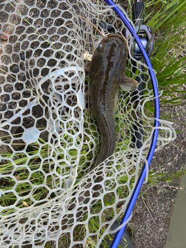 ナマズの釣果