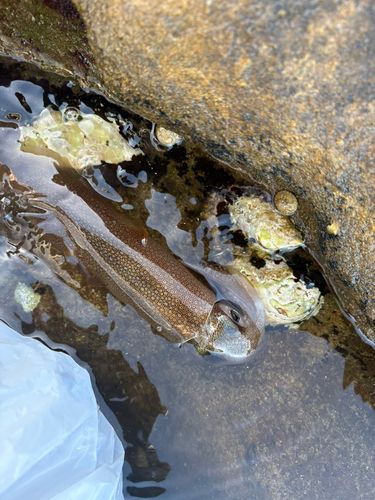 スルメイカの釣果