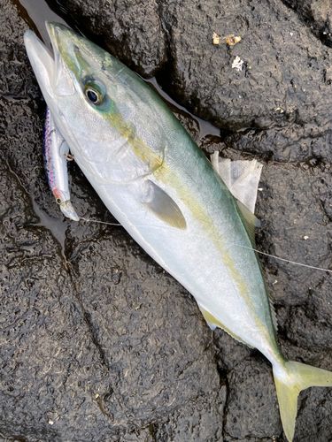 イナダの釣果