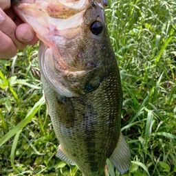 ラージマウスバス