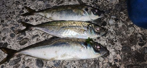 アジの釣果