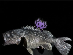 クロソイの釣果