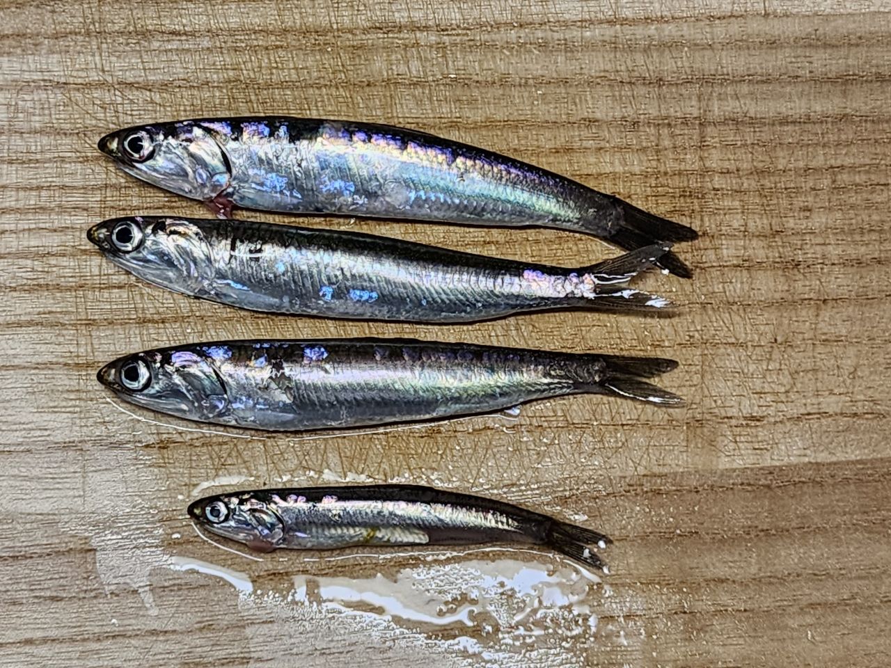 カタクチイワシ