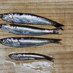 カタクチイワシ