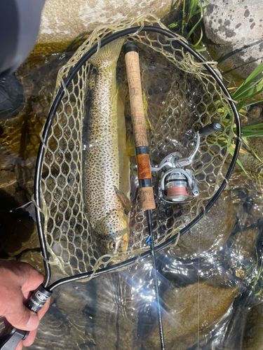 ブラウントラウトの釣果