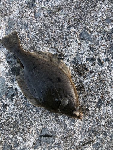 カレイの釣果