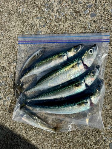 サバの釣果