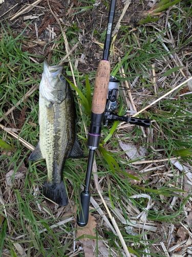 ラージマウスバスの釣果