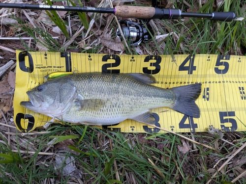 ラージマウスバスの釣果