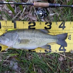 ラージマウスバス