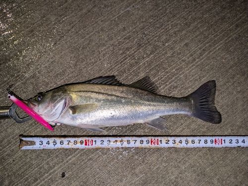 セイゴ（マルスズキ）の釣果