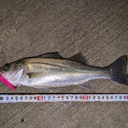 セイゴ（マルスズキ）