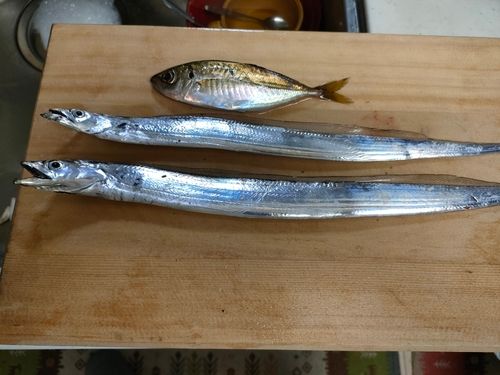 タチウオの釣果