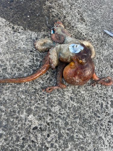 マダコの釣果