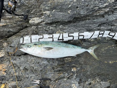 ハマチの釣果
