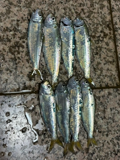 サッパの釣果