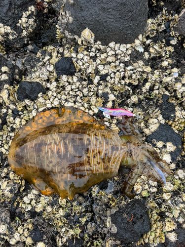 アオリイカの釣果