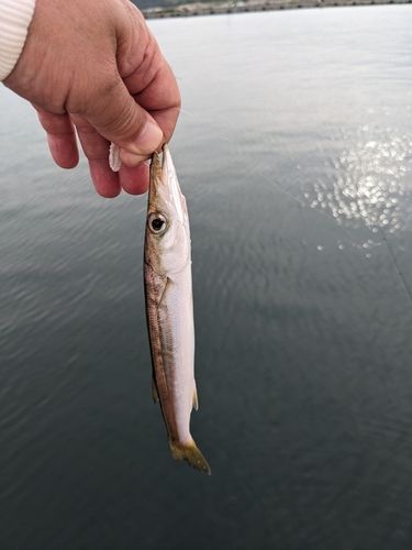 カマスの釣果