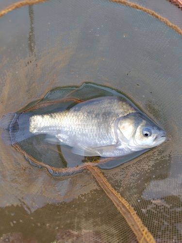 ヘラブナの釣果