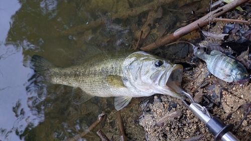 ブラックバスの釣果