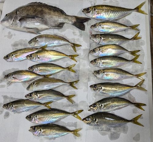 アジの釣果