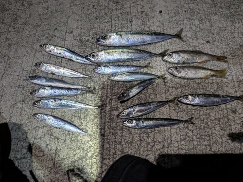 サバの釣果