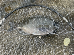 グレの釣果