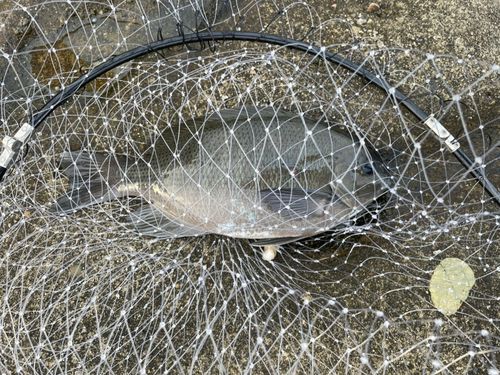 グレの釣果