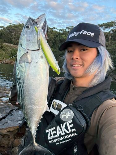 スマカツオの釣果