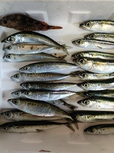 サバの釣果