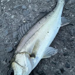 セイゴ（マルスズキ）