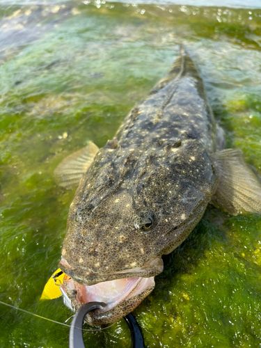 マゴチの釣果