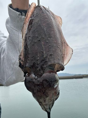 ハリイカの釣果