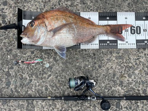 マダイの釣果