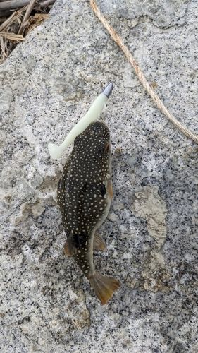 クサフグの釣果