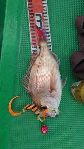 マダイの釣果