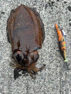 ハリイカの釣果
