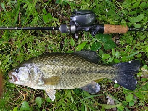 ラージマウスバスの釣果