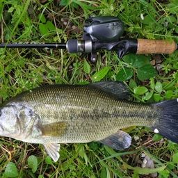 ラージマウスバス