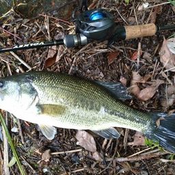 ラージマウスバス