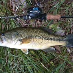 ラージマウスバス