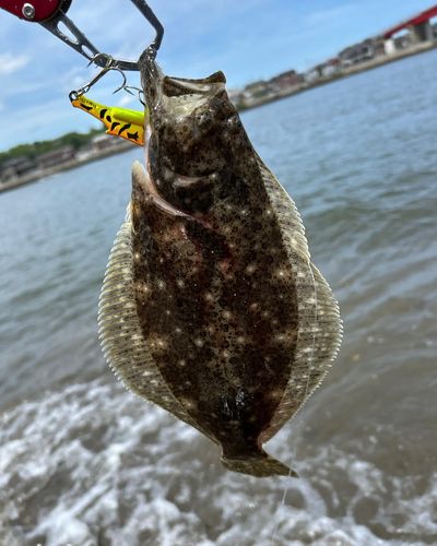 ヒラメの釣果