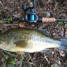 ラージマウスバス