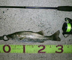 フッコ（マルスズキ）の釣果